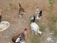 Chickens — fotografija 5