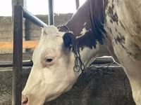 Vacă, Simmental cattle — foto 1