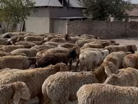Montone, Rhon sheep — foto 1