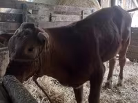 Býk, Simmental cattle — foto 6