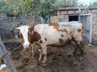 Sapi, Simmental cattle — foto 1