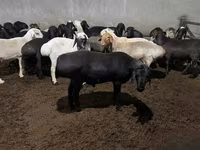 Wad, Sheep — sawirka 2