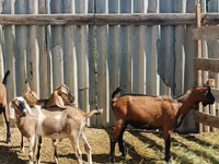 Buk, Nubian Goat — foto 3
