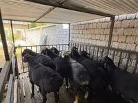 Kambing jantan, Rhon sheep — foto 5
