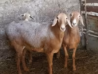 Ovce, Arashan sheep — foto 1
