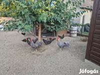 Chickens — รูปภาพ 3