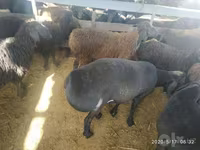 Widder, Suffolk sheep — Foto 3