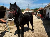 수말, Percheron — 사진 2