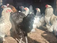 Brahma — photo 1