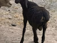 የጎትት አውራ በግ, Sheep — ፎቶ 4