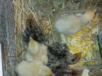 Turkeys — عکس 3