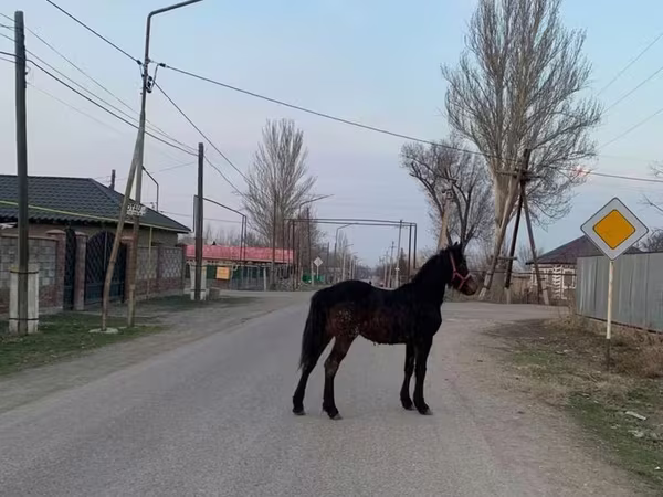 Hingst, Friesian