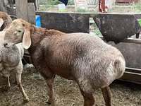 Baran, Arashan sheep — zdjęcie 3