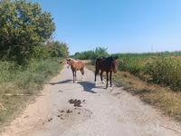 Klisna, Koně — foto 5