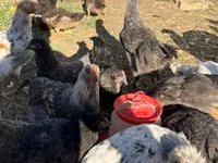جرزی جاینت — عکس 2