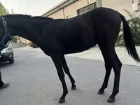 اسب (گروه، جنسیت مشخص نشده), Kyrgyz Horse — عکس 5