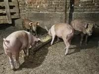 猪（批次，未指定性别）, Pigs — 照片 3