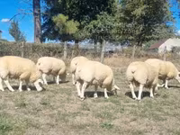 แกะตัวผู้, Texel sheep — รูปภาพ 2