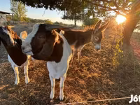 Ziege, Boer goat — Foto 3