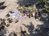 Ducks — عکس 2