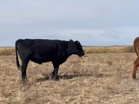 ወንድ በሬ, Kazakh White-headed cow — ፎቶ 7
