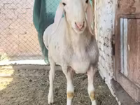 Bélier, Rhon sheep — photo 1