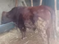 Lembu jantan, Cattle — foto 1