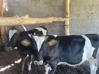 Bulle, Swiss cattle — Foto 1