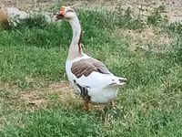 Čínské — foto 1