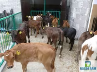 گاو ماده, Russian Black pied cattle — عکس 6