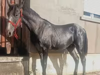 Hingst, Lipizzaner — foto 4