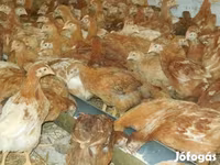 Chickens — fotografija 5