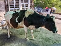 Mucca, Razza Holstein — foto 6