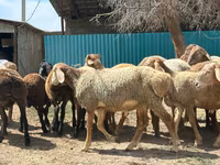 የጎትት አውራ በግ, Arashan sheep — ፎቶ 6