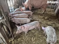 สุกร (เป็นล็อต, ไม่ระบุเพศ), หมู — รูปภาพ 2
