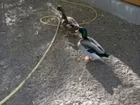 Ducks — zdjęcie 2