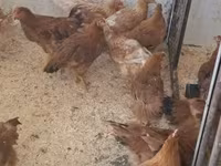 Chickens — foto 2