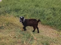 Ziege, Ziegen — Foto 2