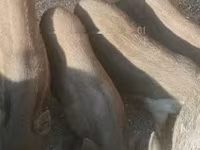 ሴት አሣማ — ፎቶ 1