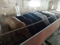 میش, Rhon sheep — عکس 1