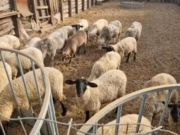 میش, گوسفند