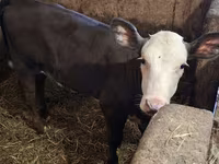 Lembu betina, Charolais cattle — foto 5