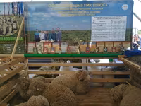 Ram, Sheep — photo 1