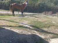 Hingst, Heste — foto 4