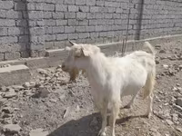 بز نر, Saanen goat — عکس 1