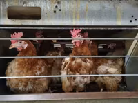 Chickens — 사진 3