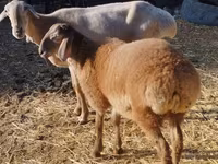Montone, Rhon sheep — foto 6