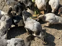 Muscovy domestica — foto 3