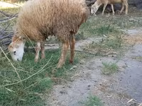 Owca, Owce — zdjęcie 6