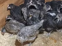 Australorp — 1. fotó